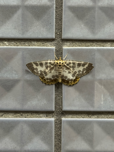 Euryobeidia languidata