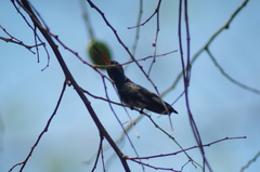 Cynanthus doubledayi