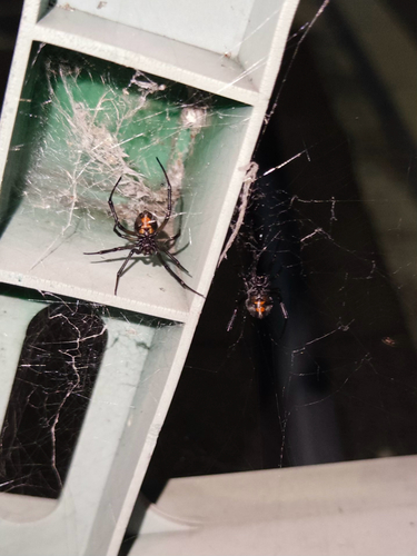 Redback Spider