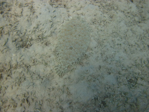 Bothus pantherinus