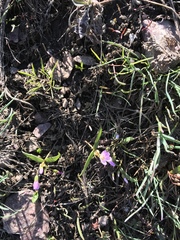 Claytonia lanceolata
