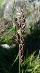 Poa secunda