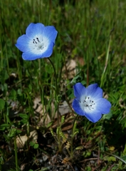Nemophila menziesii menziesii