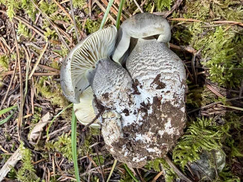 Tricholoma saponaceum — (c) Dutza K., some rights reserved (CC BY)