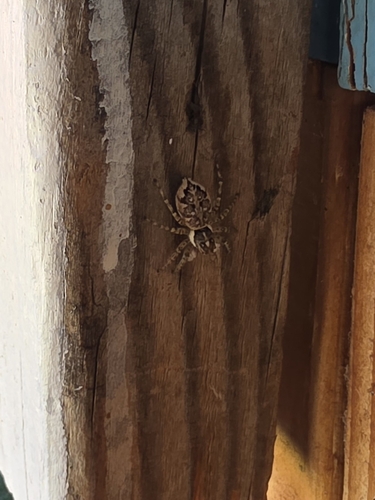 Half-edged Wall Jumping Spider