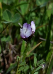 Astragalus breweri