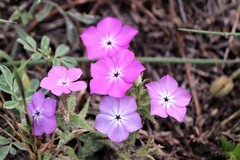 Phlox glabriflora