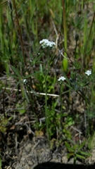 Plagiobothrys tenellus