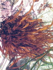 Prionitis lanceolata