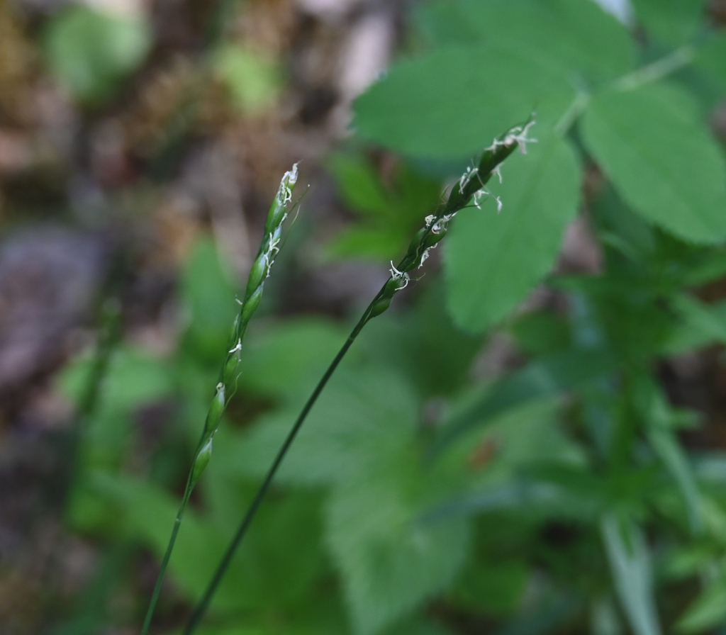 Oryzopsis asperifolia; photograph (c) Eric Lamb, some rights reserved (CC BY)