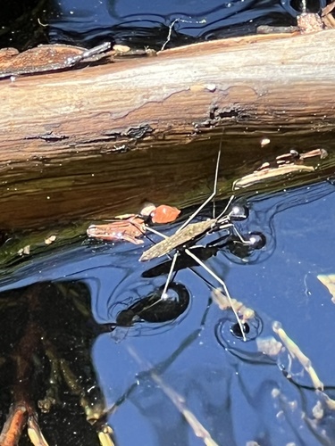 iNaturalist observation photo of North American Common Water Strider