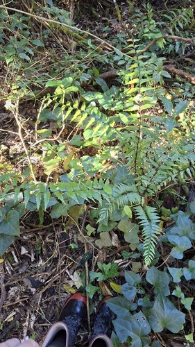 Mare's Tail Fern