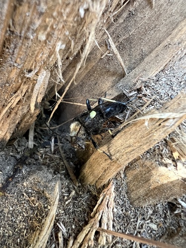 iNaturalist observation photo of Lion Beetle