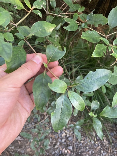 Coprosma tenuifolia observed 2026-03-22