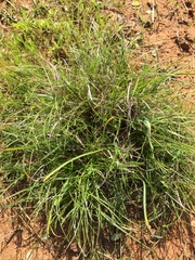 Carex xerophila