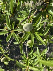 Prunus amygdalus