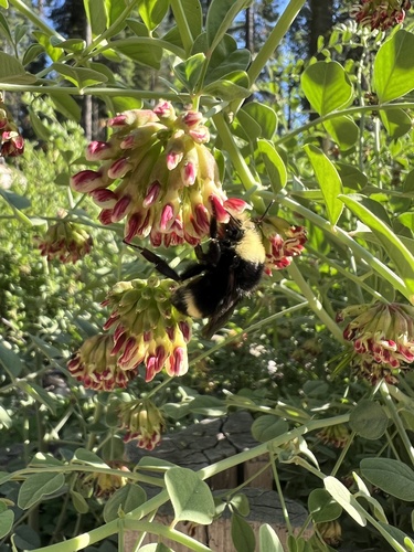 iNaturalist observation photo of Bumble Bees