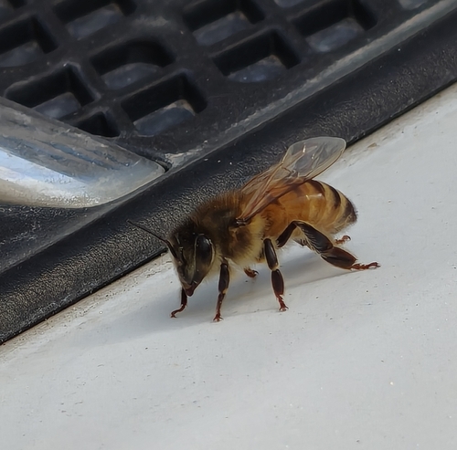 Western Honey Bee