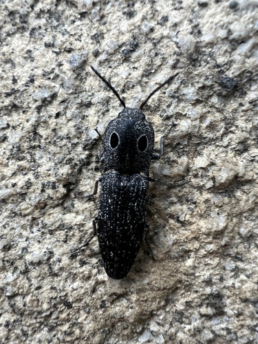 iNaturalist observation photo of Western Eyed Click Beetle