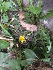 Leontodon saxatilis saxatilis