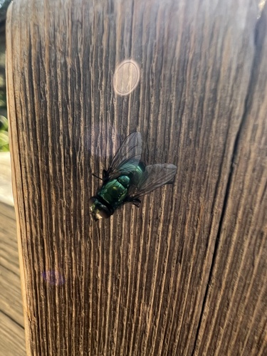 iNaturalist observation photo of Illustrious Greenbottle Fly