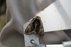 Lepidodes