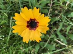 Coreopsis basalis