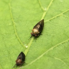 Pachypsylla celtidisgemma