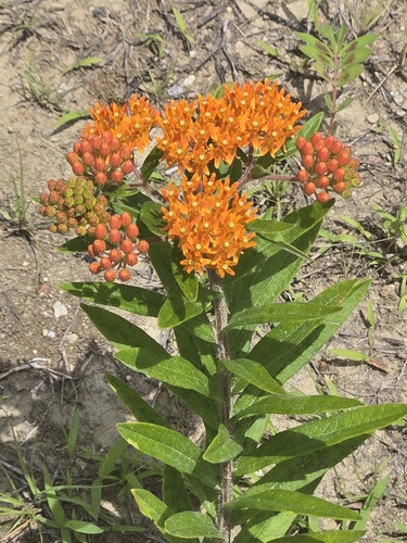 butterfly milkweed