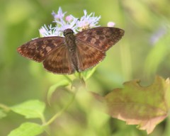 Anastrus sempiternus