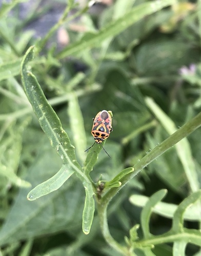 red cabbage bug