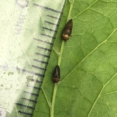 Pachypsylla celtidisgemma