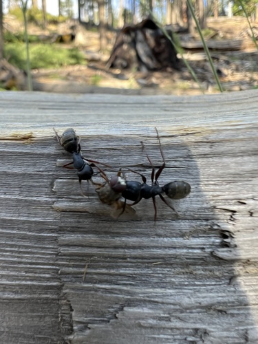 iNaturalist observation photo of Western Black Carpenter Ant