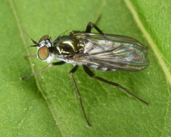Rhaphium