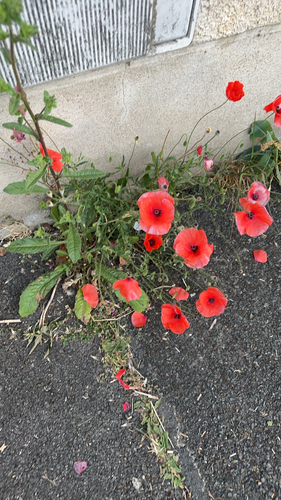 common poppy