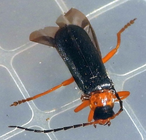 Cantharis flavilabris