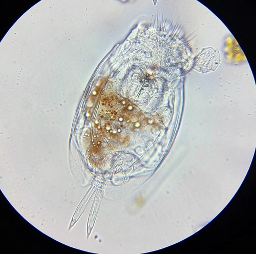 Euchlanis dilatata