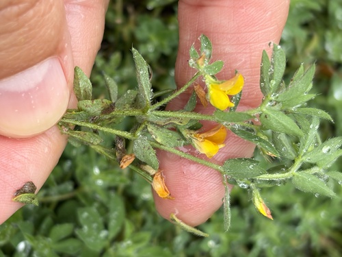 Lotus subbiflorus observed 2026-06-17