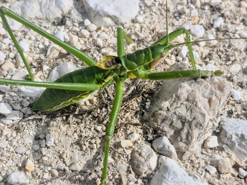 Greek Predatory Bush-cricket