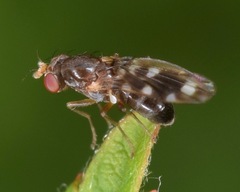 Diastata