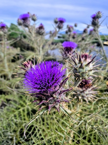 Artichoke Thistle