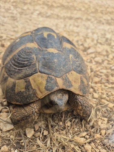 Hermann's Tortoise