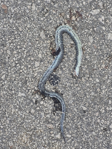 grass snake