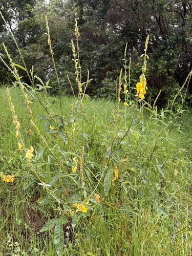 Crotalaria trichotoma, 2026-06-17