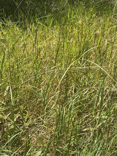 Digitaria eriantha observed 2026-06-16