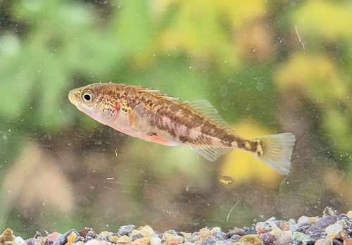 Threespine Stickleback