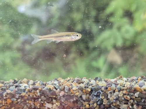 Epiros Riffle Dace