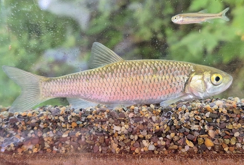 Pamvotis Chub