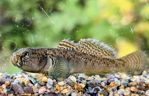 Western Greece Goby