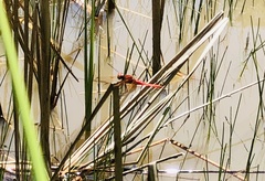 Sympetrum illotum